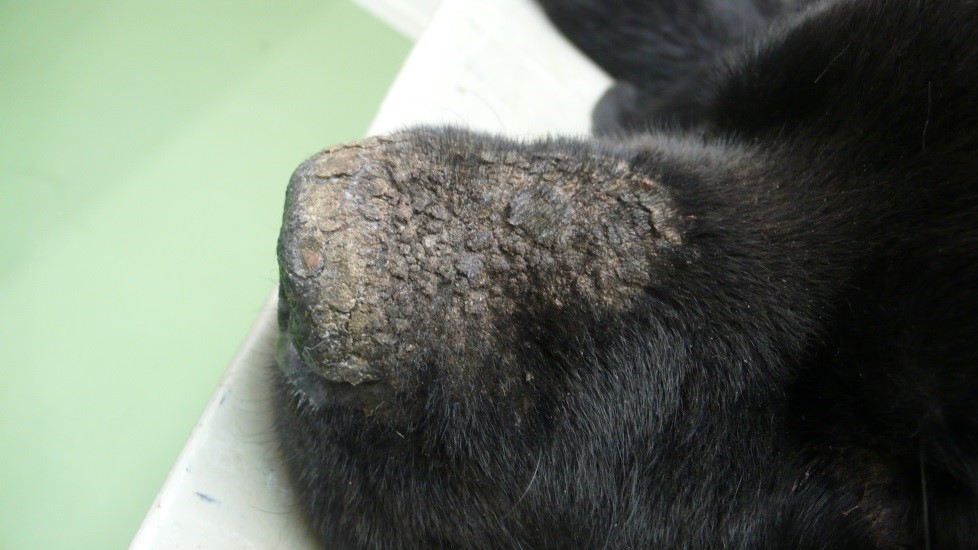 korstjes op neus hond