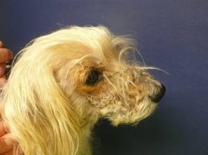 hond_demodex_bacterie_snuit