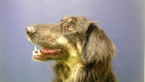 hond_demodex_snuit