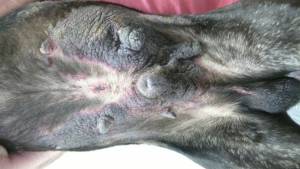 hond_olifantenhuid