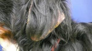 hond_oor_sarcoptes_infectie