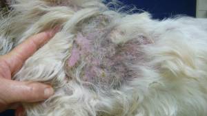hond_schouder