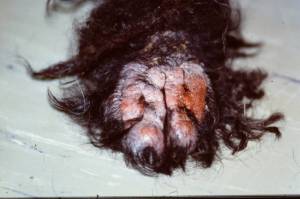 hond_tenen_gisten