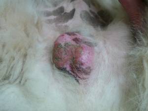 ontstoken_balzak_hond