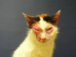 poes_jeuk